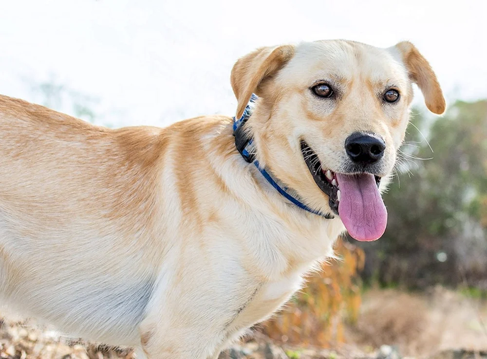Labrador und Retriever-Mix