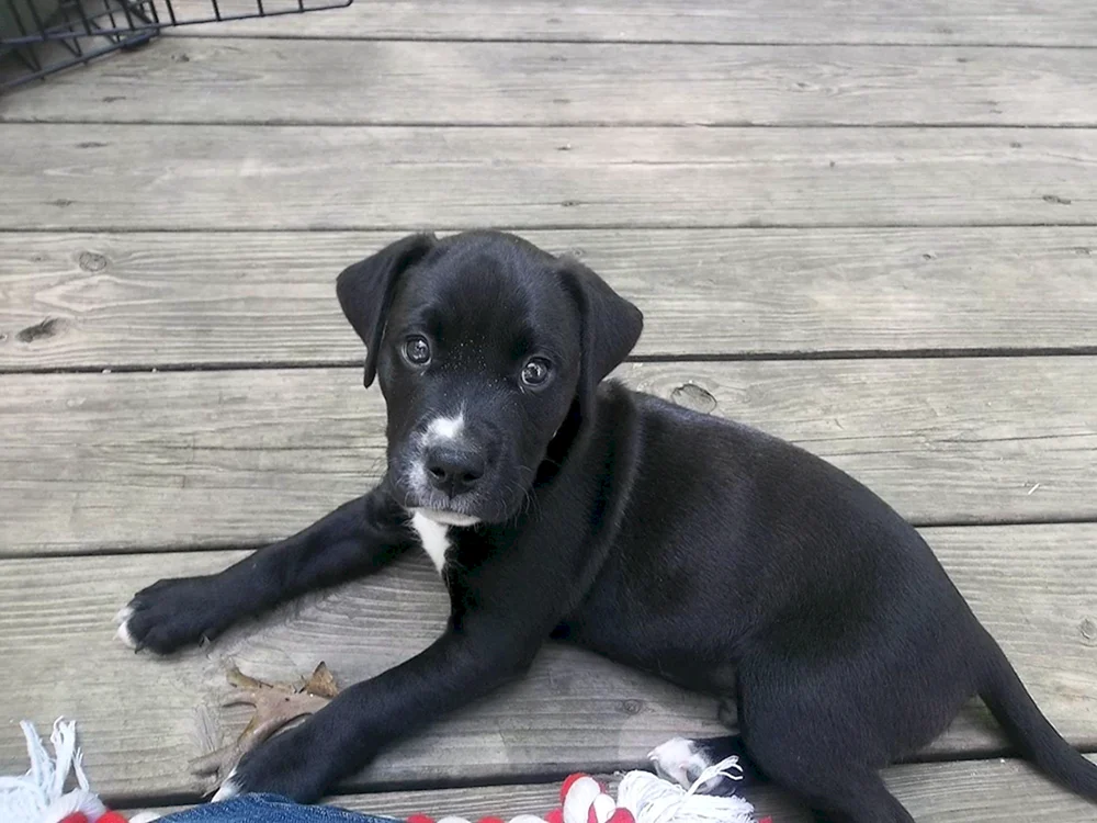Amstaff Métis