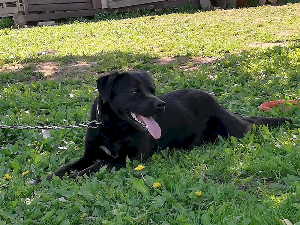Retriever und Schäferhund