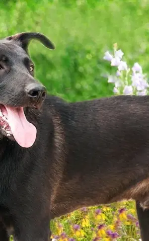 Labrador und Schäferhund Mix