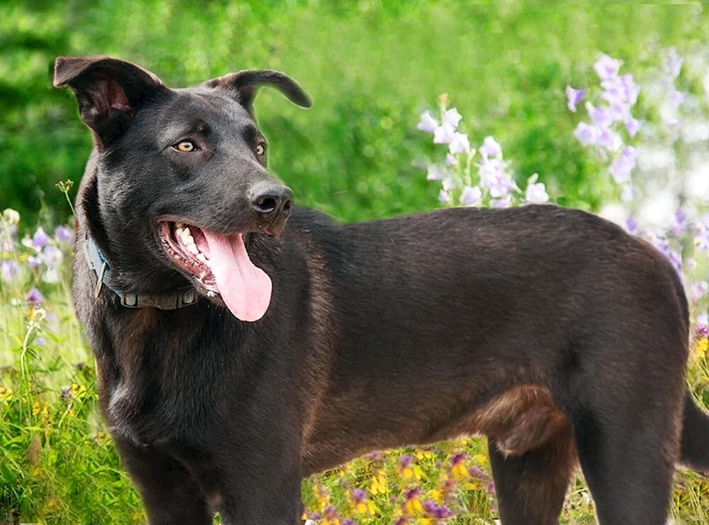 Labrador und Schäferhund Mix