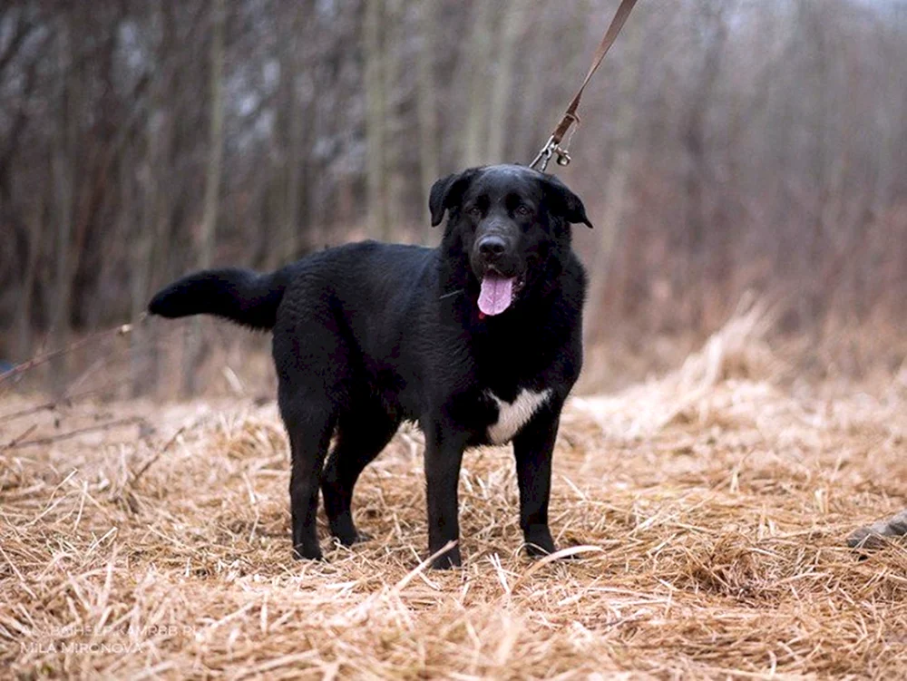 Labrador und Schäferhund Mix