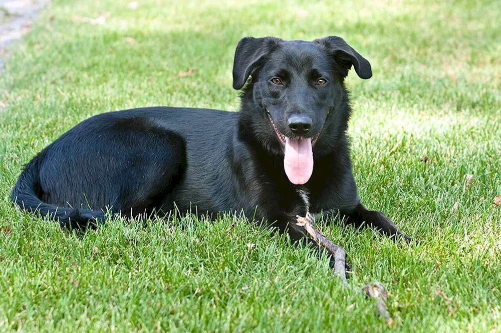 Labrador und Schäferhund Mix