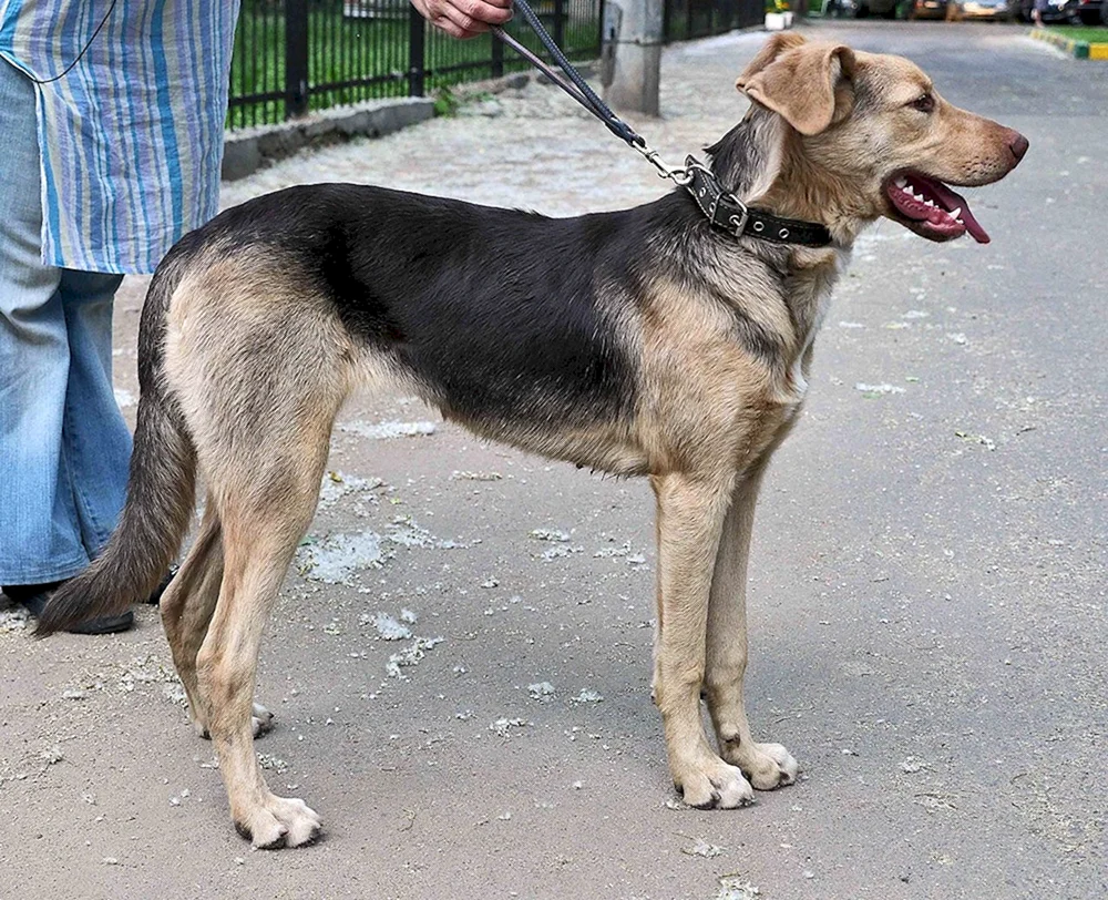 Dackel und Labrador-Mix