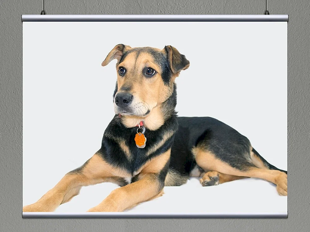 Sharpei nicht-metallisierter Schäferhund.
