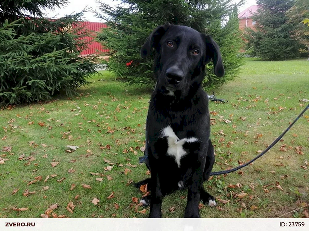 Métis Labrador und Schäferhund Black Labrador und Husky Black Labrador Métis Black Labrador Métis Akita und Labrador Labrador Labrador Métis und Schäferhund Black Labrador Retriever und Deutscher Schäferhund