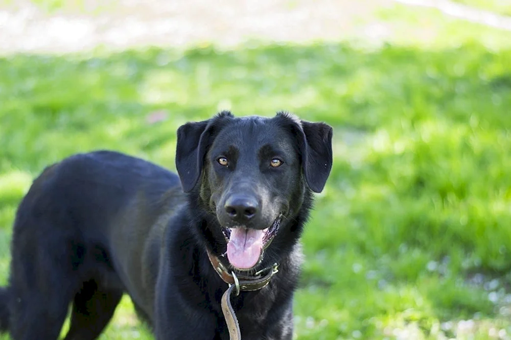 Labrador und Retriever Mix