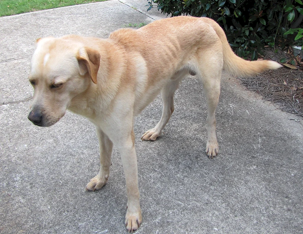 American Labrador Retriever