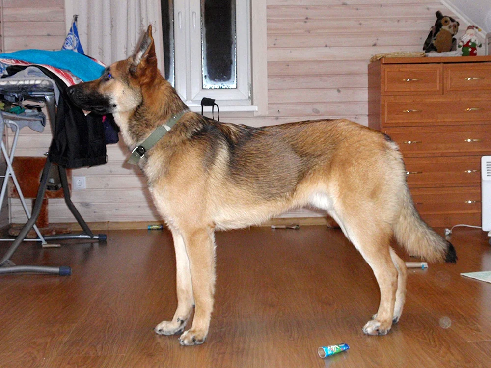 VEO-Schäferhund