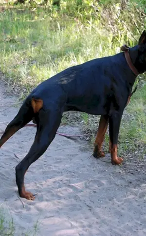 Malinois und Dobermann MétisMétis Dobermann und AlabaiMétis Zwergpinscher MétisMétis Dobermann und SchäferhundMétis Dobermann und RottweilerMétis Dogge und DobermannMétis Dackel und DobermannBoseron métisDobermann und Boscheron métisDobermann und Dobermann métisDobermann métisFranzösischer Schäferhund Boscheron