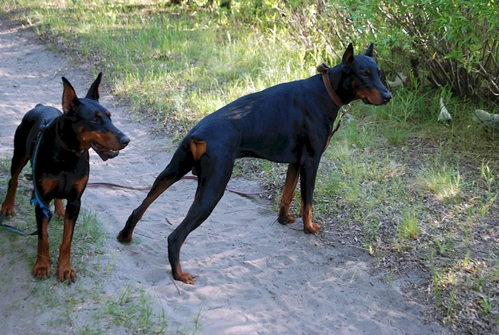 Malinois und Dobermann MétisMétis Dobermann und AlabaiMétis Zwergpinscher MétisMétis Dobermann und SchäferhundMétis Dobermann und RottweilerMétis Dogge und DobermannMétis Dackel und DobermannBoseron métisDobermann und Boscheron métisDobermann und Dobermann métisDobermann métisFranzösischer Schäferhund Boscheron