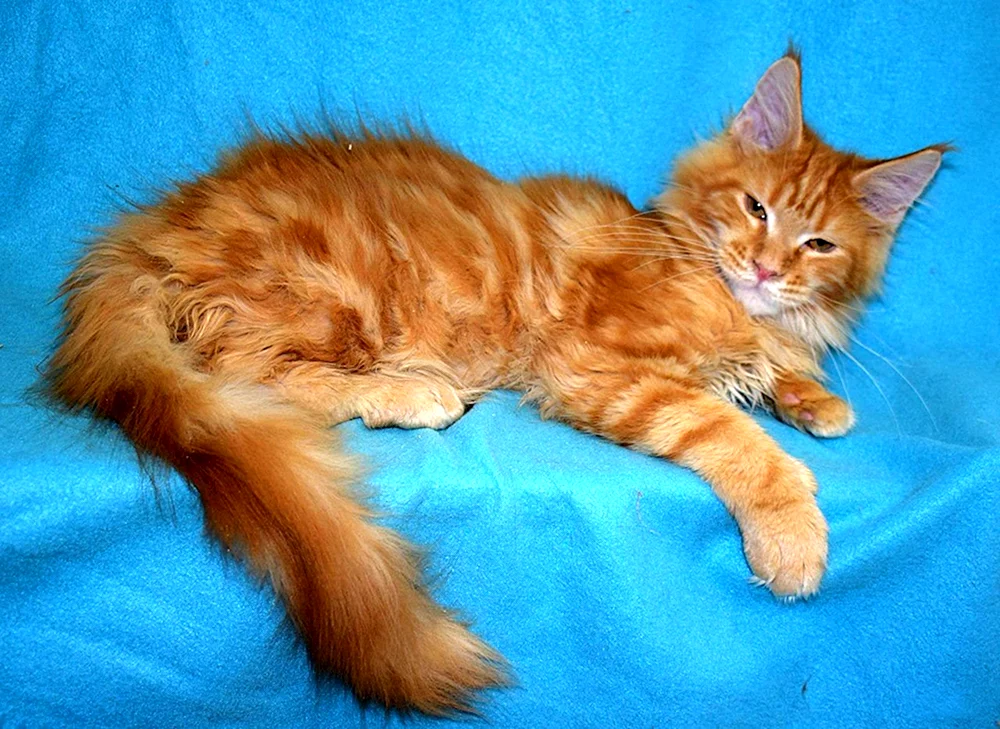 Waschbär rot