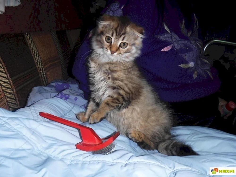 Whiskered Maine Coon