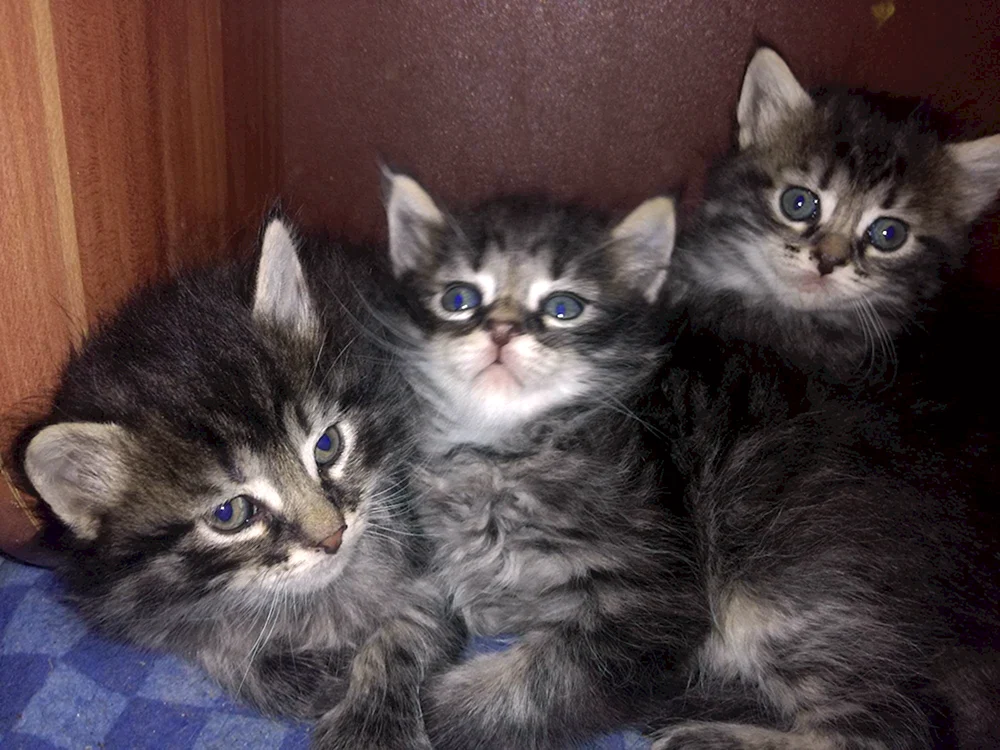 Maine Coon und Schopfohr Mestizo Schotte