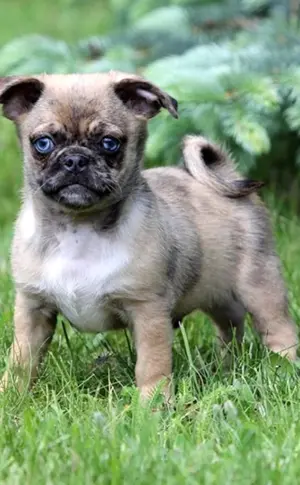 Mops und Chihuahua