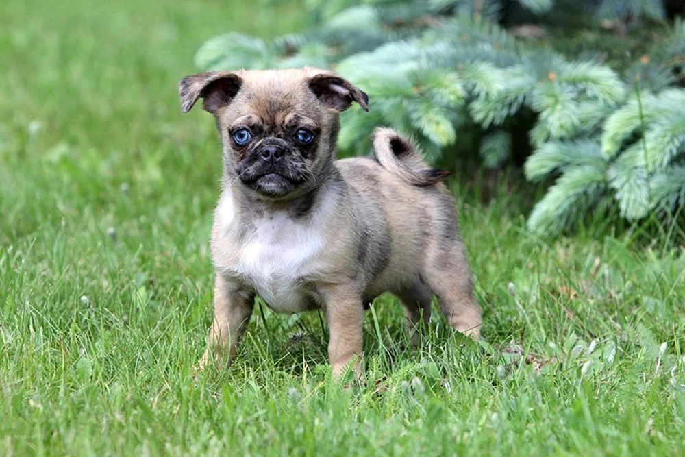 Mops und Chihuahua