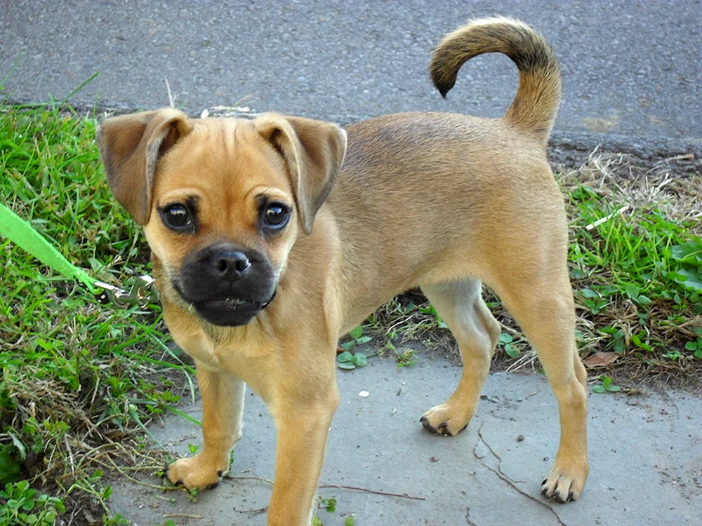 Mops und Chihuahua