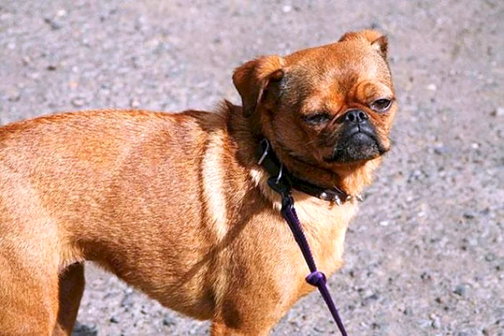 Mops und Chihuahua