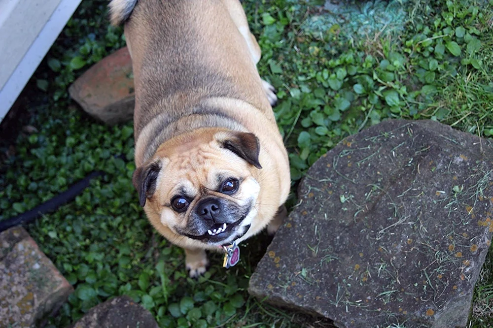 Mops und Chihuahua
