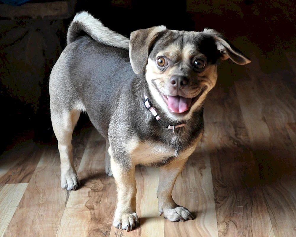 Métis MOPSA und Pekinese