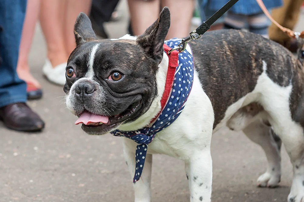 Mopsey und Französische Bulldogge métis. Pekingese