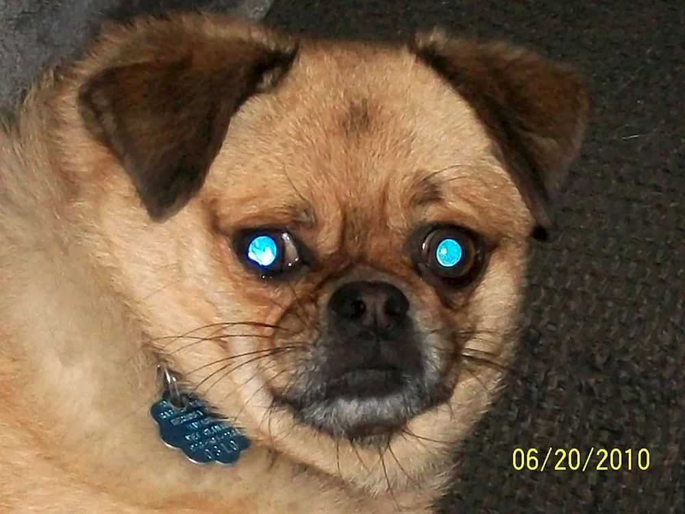 Mops und Pekinese