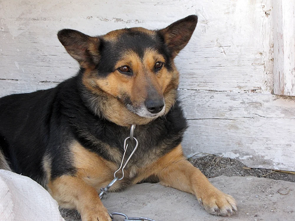 Schäferhund und Rottweiler