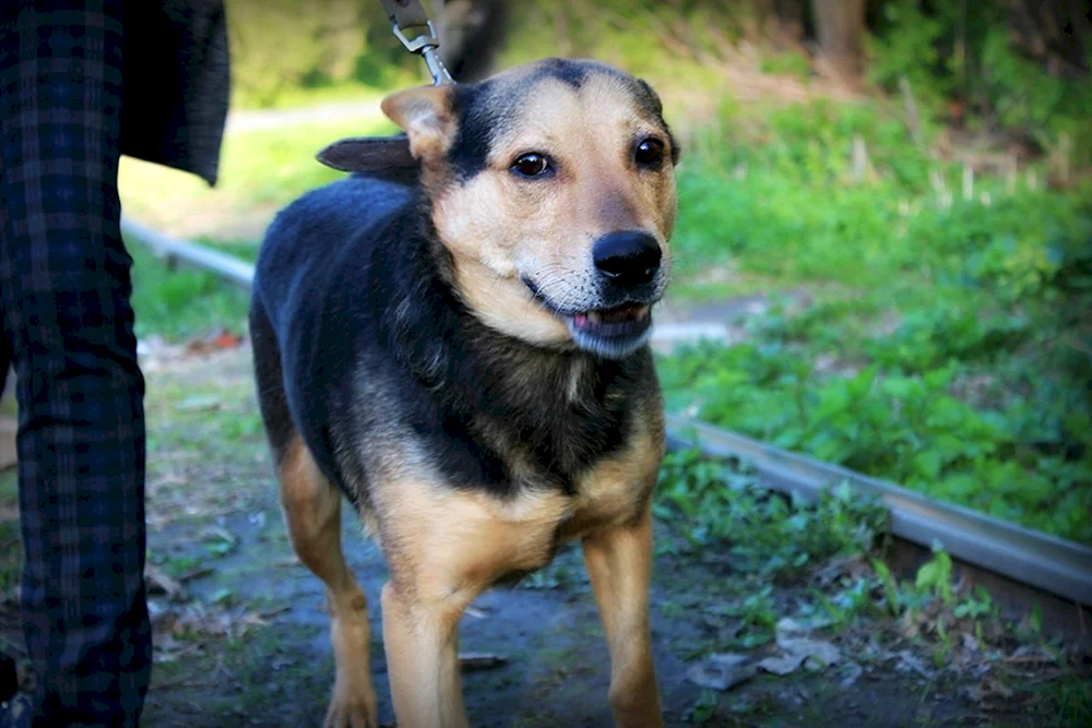 Deutscher Schäferhund Mestizo