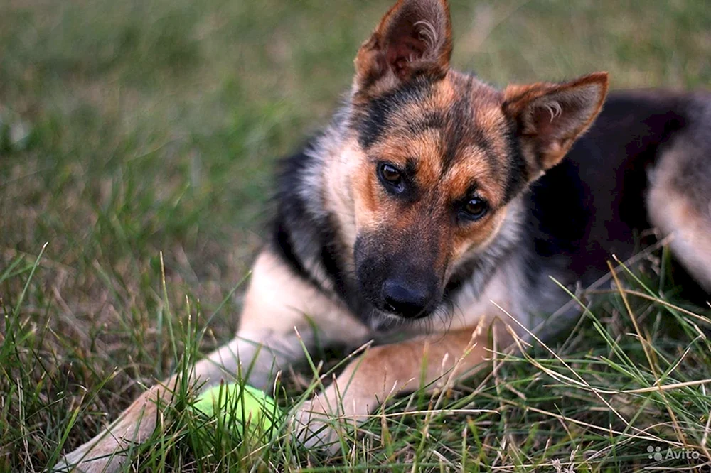 Alter Deutscher Schäferhund Foto