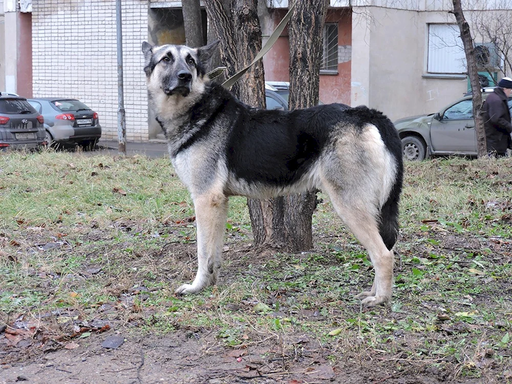Métis Schäferhund und Alabai