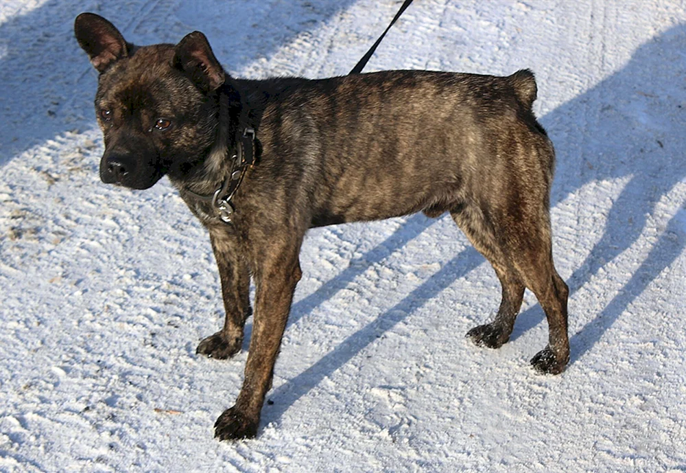 Métis von Schäferhund und Bulldogge