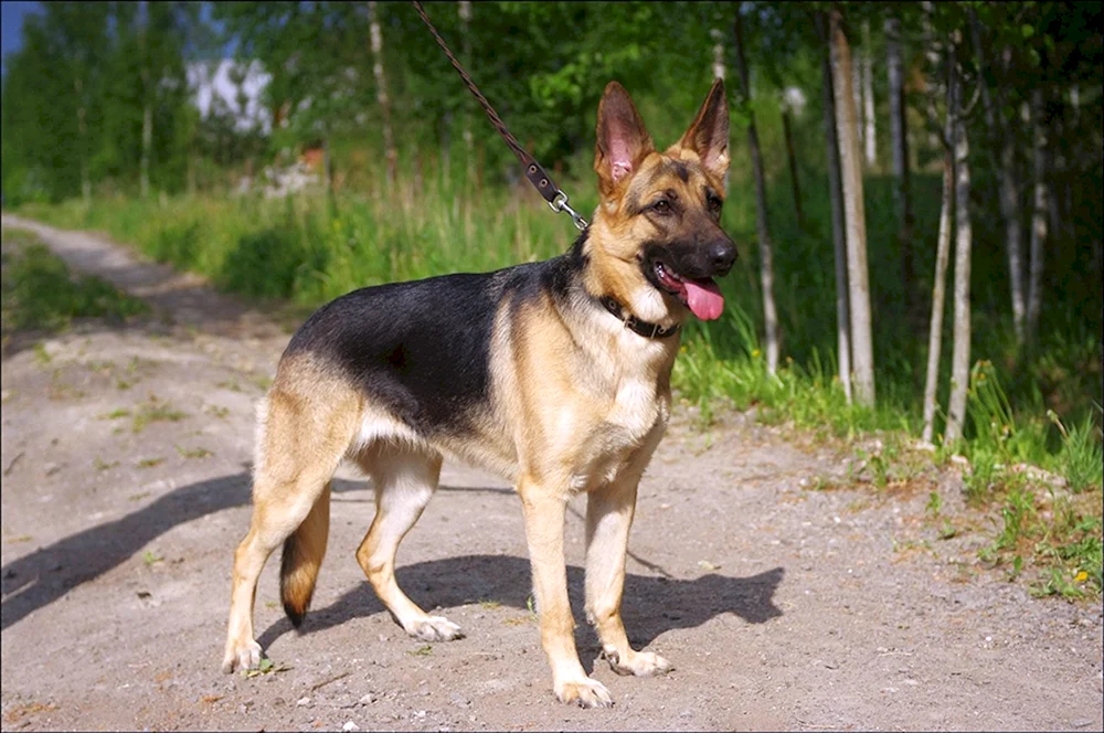 Schäferhund und Mischlingshund