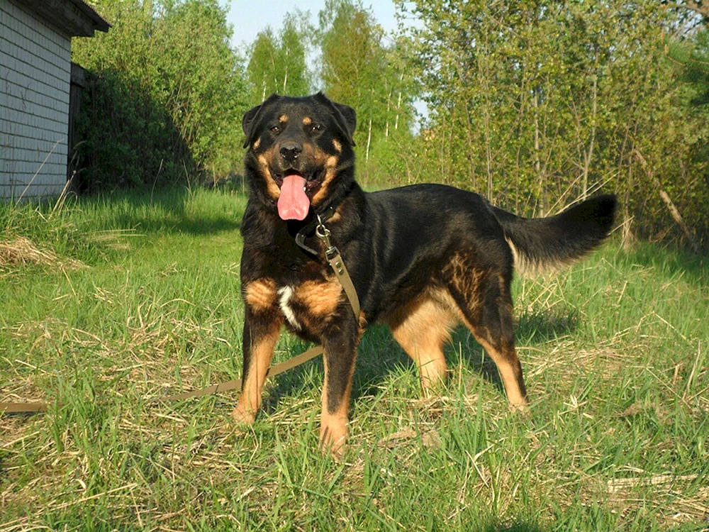 Laika und Schäferhund