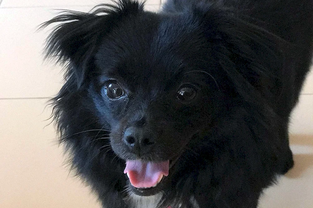 Tibetischer Spaniel und Pekinesen