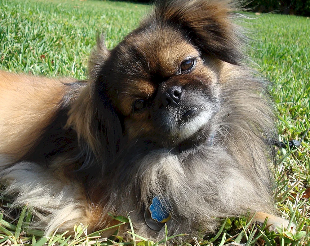 Langhaar. Schwarzer Pekingese