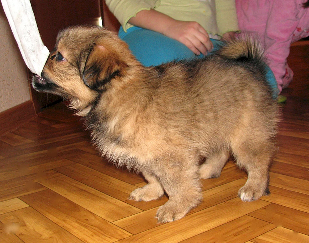 Pekingese Pomeranian