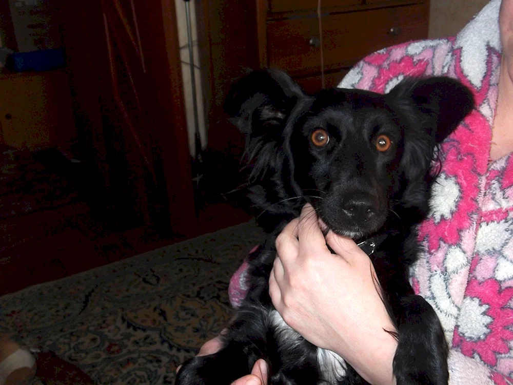 Pinscher und Spaniel mestizo