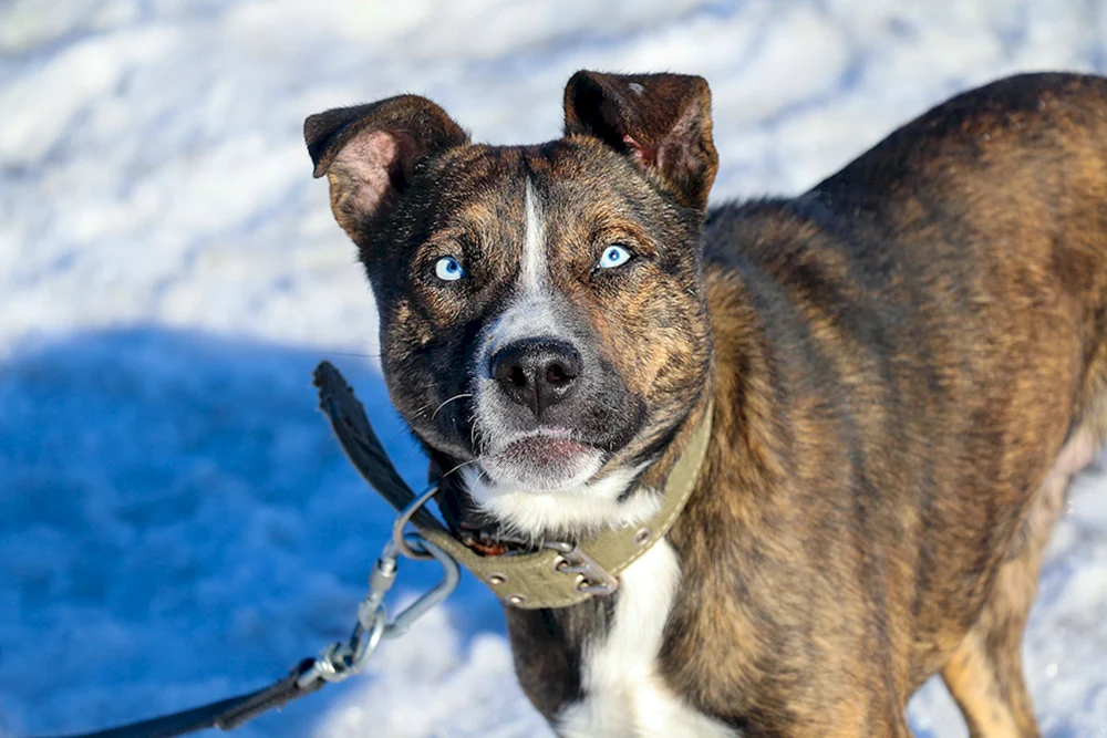 Pitbull und Alabai-Mix