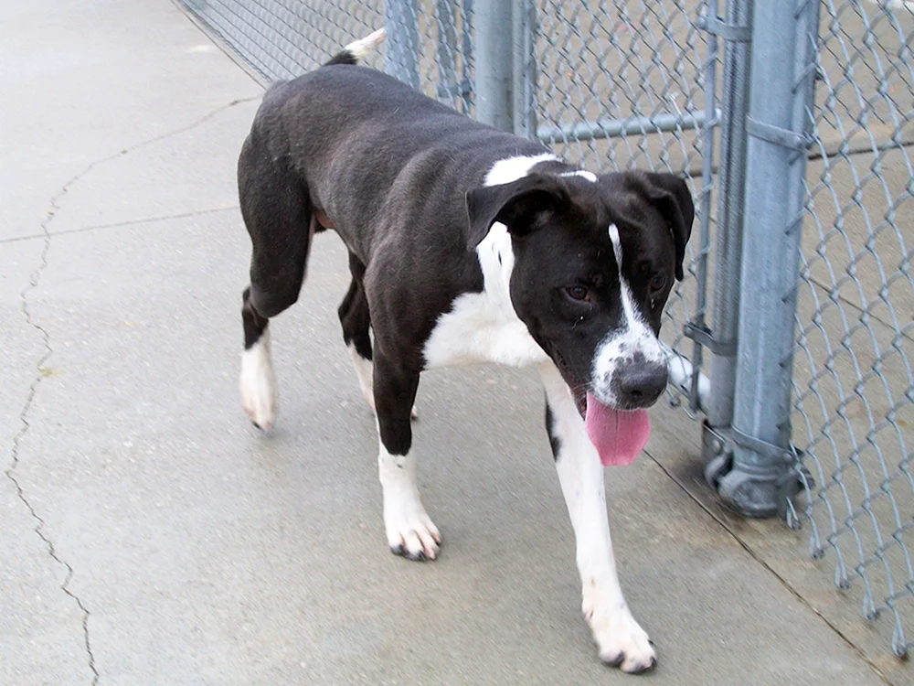 Pitbull und Alabai-Mix