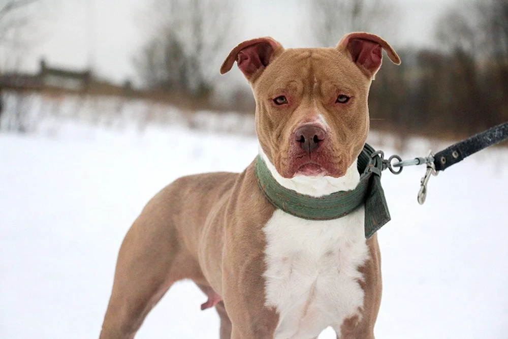 Pit Bull Terrier Pit Bull Terrier blaue Farbe