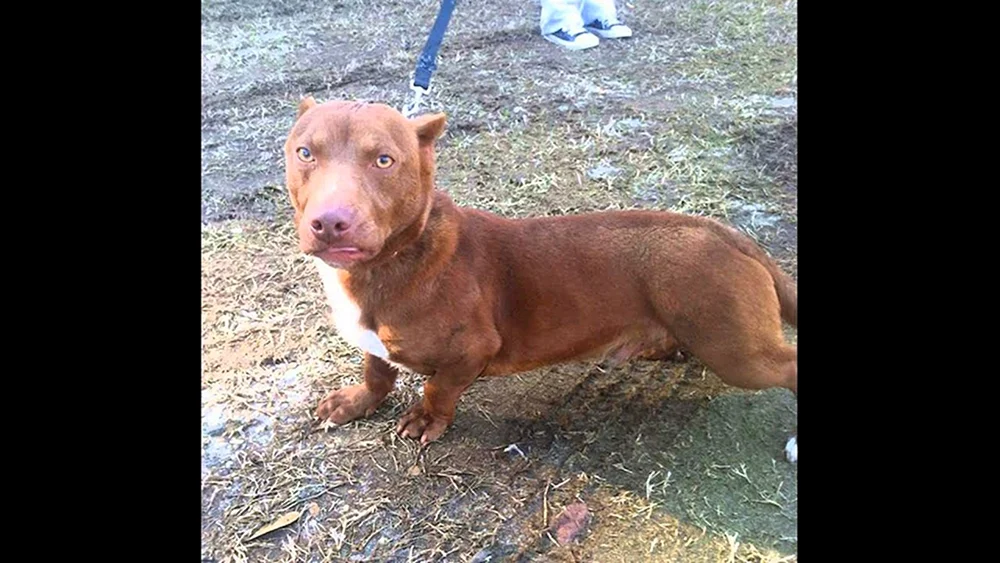 Pitbull und Bullterrier métis