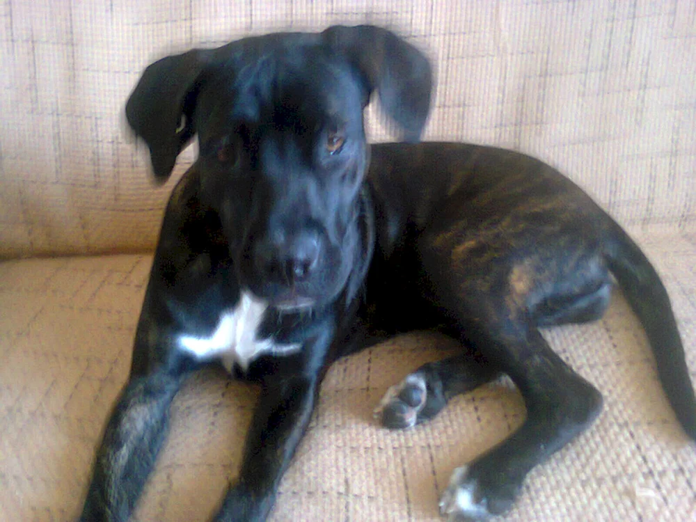 Kane Corso. Corso