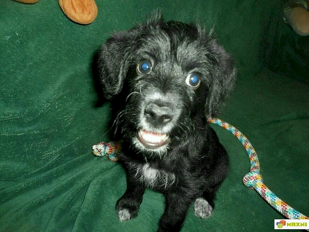 Pudel und spaniel mestizo