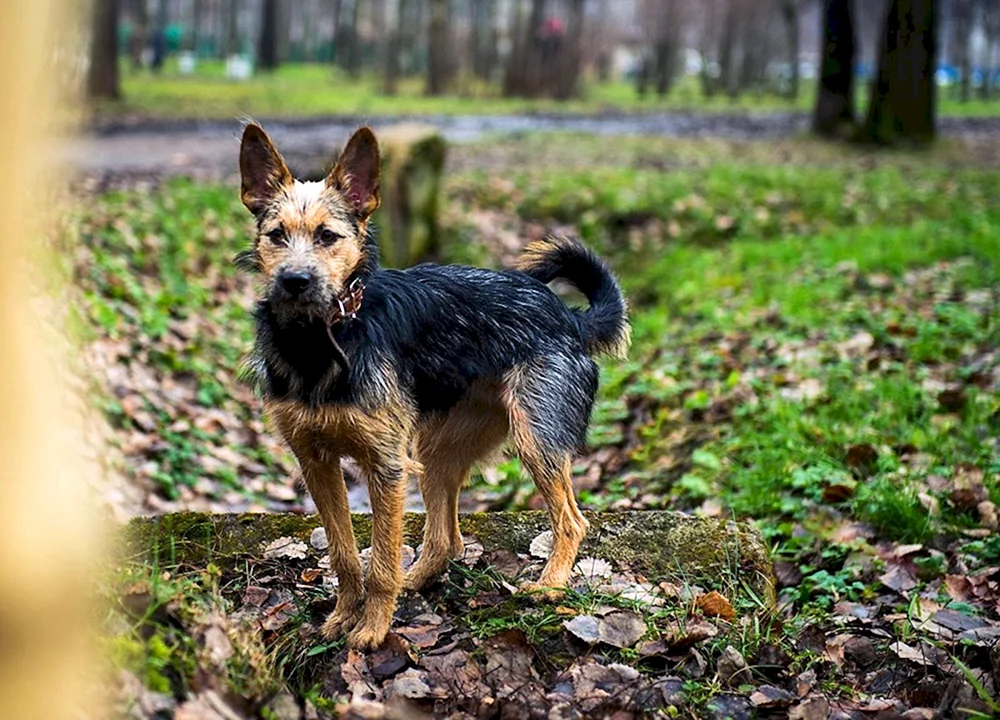 Yorkshire Terrier Mix mit Dackel