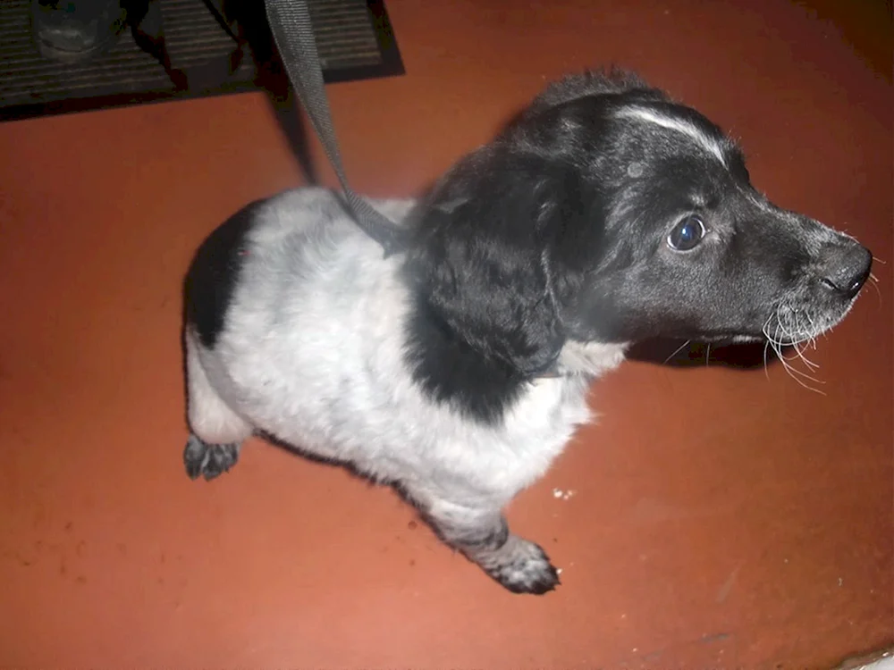 Mestizo Russischer Spaniel und Husky