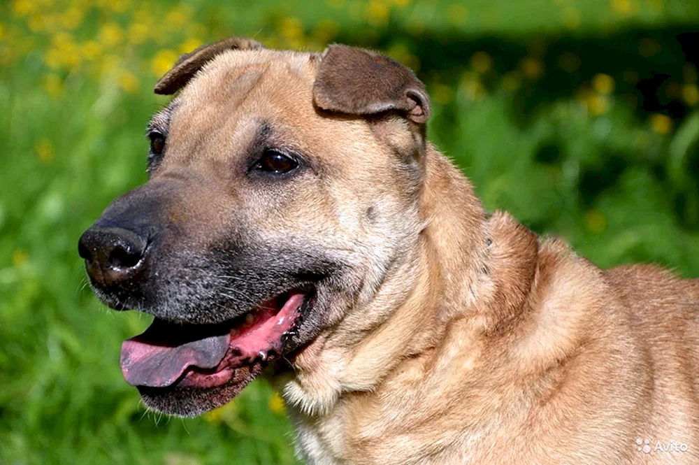 Sharpei und Schäferhund
