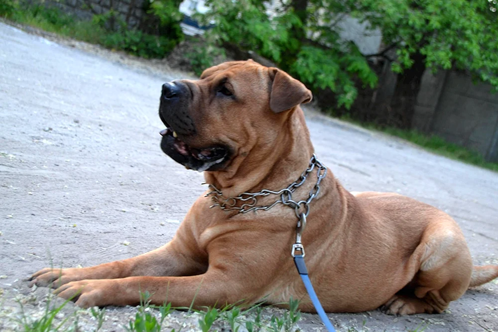 Sharpei und Labrador