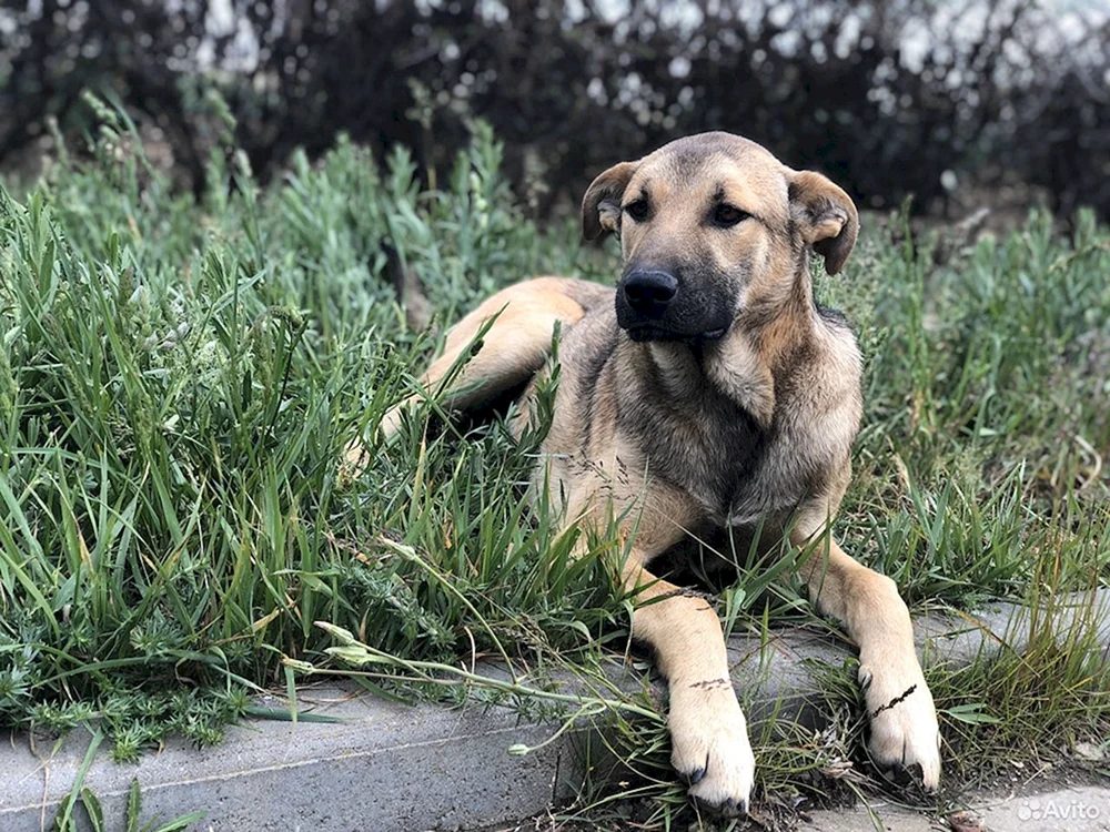 Sharpei mestis mit Alabai