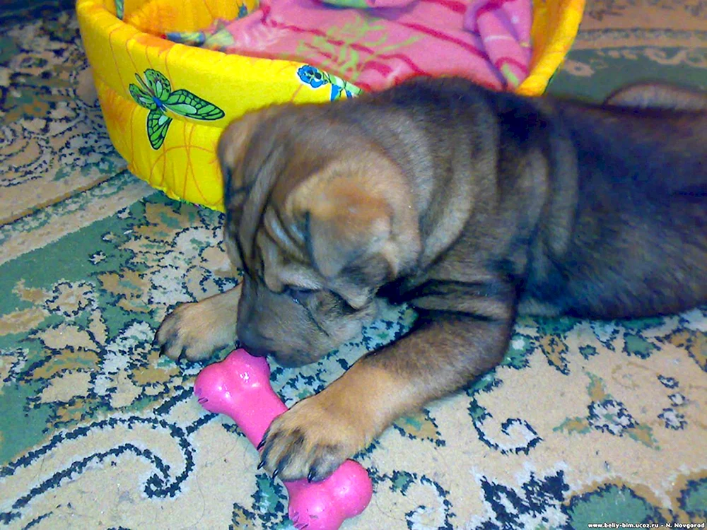 Sharpei mit Labrador