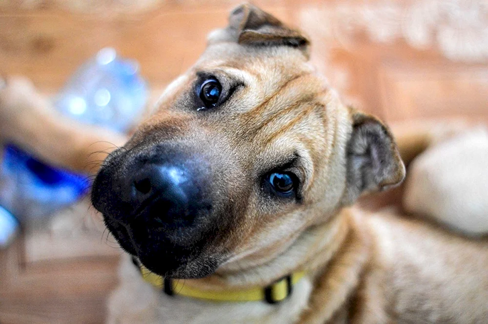 Métis Sharpei